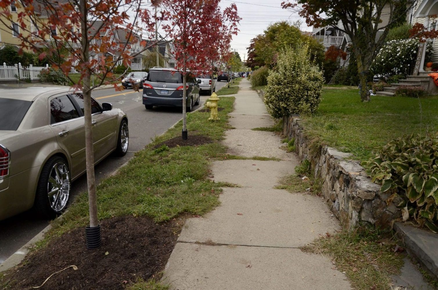 ARPA-funded arborist to aid Norwalk's tree canopy, organic land management efforts - Vimarsana News